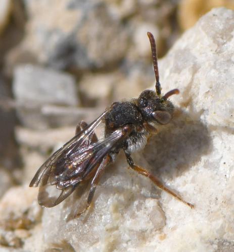 Réf. 249 136 : Nomada sp.